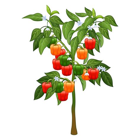 Best 31+ Free Bell Peppers Colored Vector