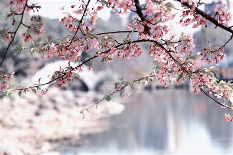【世纪公园的春天摄影图片】上海生态摄影_wonderfulworld_太平洋电脑网摄影部落