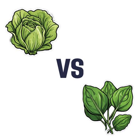 Lettuce vs Spinach – Which is Healthier? | 10almonds