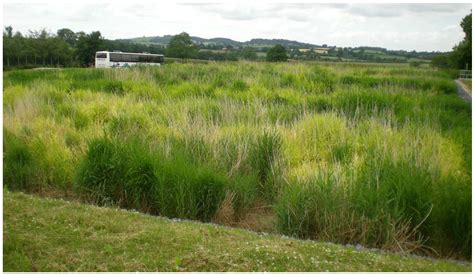 Constructed Wetlands for Wastewater Treatment