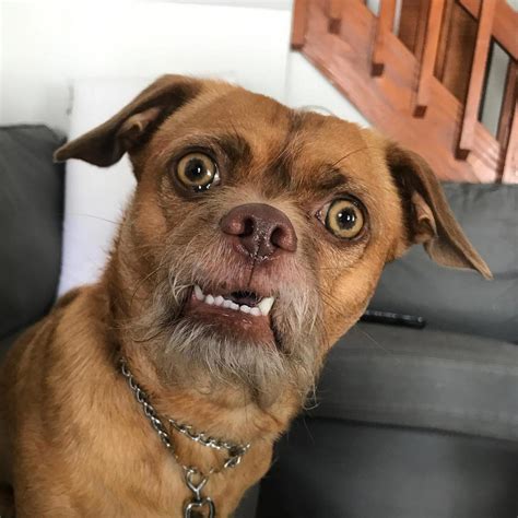 Bacon the Dog Instagram, Chihuahua Mix with Expressive Face | PEOPLE ...