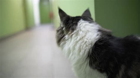 Image result for Scared Running Scratch Cat