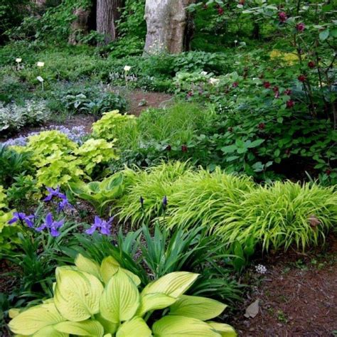 23 Perennials for Shade Garden Ideas Worth to Check | SharonSable