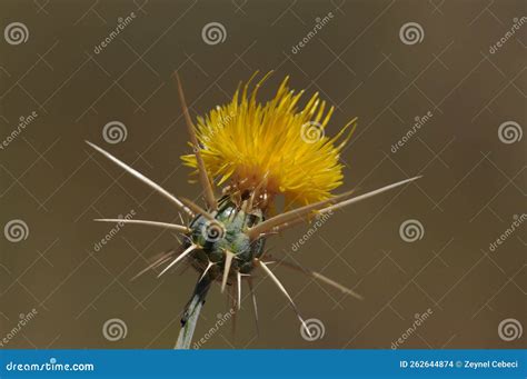 Flower of Yellow Star Thistle Stock Photo - Image of flora, barnaby: 262644874