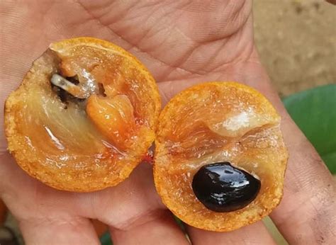 Manilkara maxima Live Plant – veliyathgardens