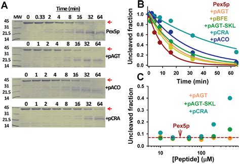 Molecular Recognition of PTS-1 Cargo Proteins by Pex5p: Implications ...