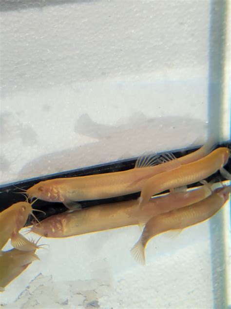 Albino Dojo Loach / Golden Dojo Loach - Misgurnus anguillicaudatus NO ...