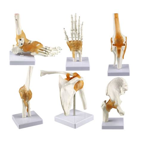 Study Model 1o Scientific Human Anatomy Human Body Six Major ...