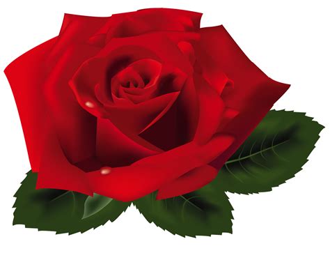 Red Rose Clip Art - Cliparts.co