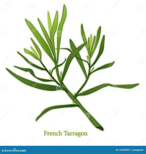 Fresh French Tarragon Herb stock vector. Illustration of isolated - 12232859
