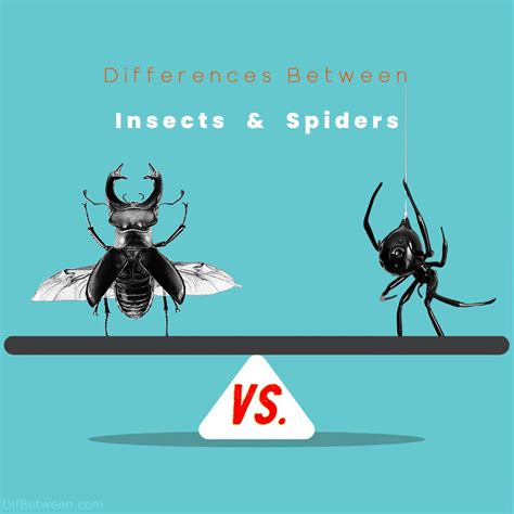 Insects vs Spiders: Key Differences Unveiled