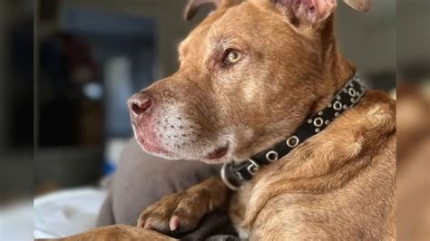 Texas Woman Adopts ‘Senior’ Shelter Dog And Uncovers His True Age