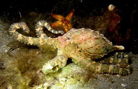Image result for Blue-Ringed Octopus Eating