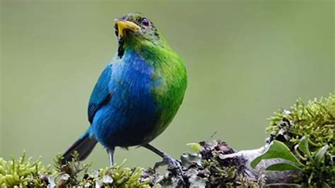 Extinct Honeycreeper spotted after 100 years half male half female ...