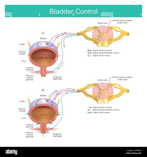 Image result for Bladder Control Issues