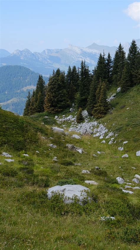 Download wallpaper 2160x3840 slope, trees, mountains, landscape, nature ...