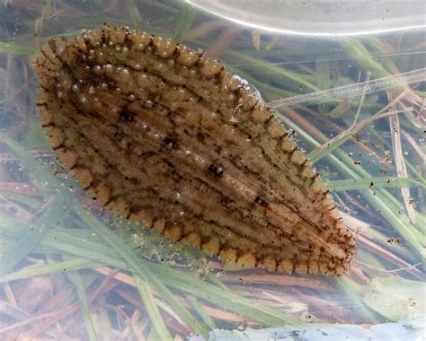 If leeches ate peaches…* - Eyes on the Wild