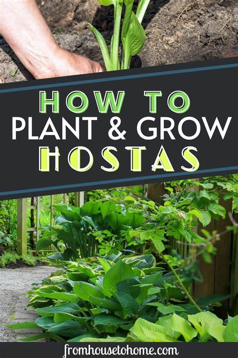 Hosta Care: The Ultimate Guide To Planting and Growing Plaintain Lilies ...