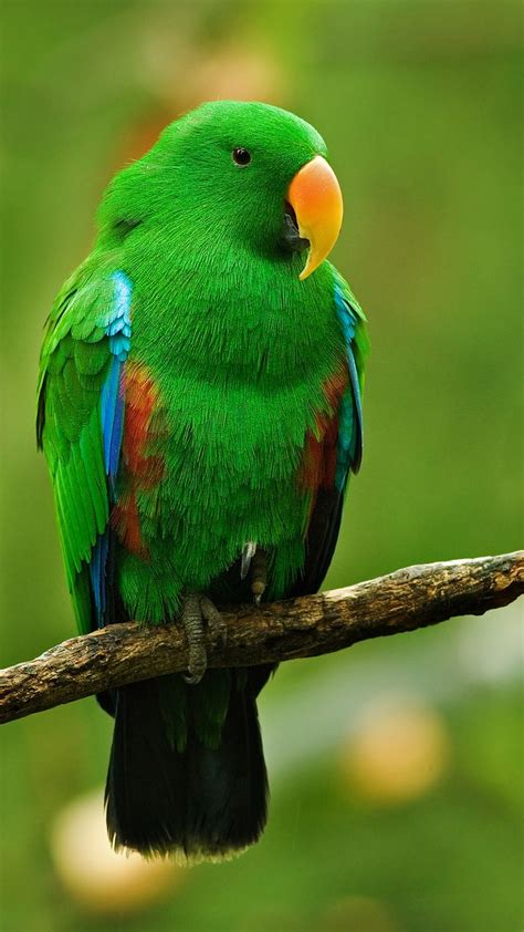Image result for Parrot Search Algorithm