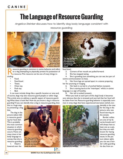 Why Is My Dog Resource Guarding