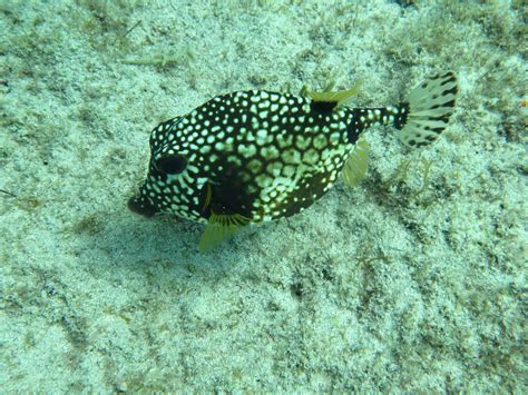 DIVE SAFARIS - All You Need to Know BEFORE You Go 2026 (with Photos ...