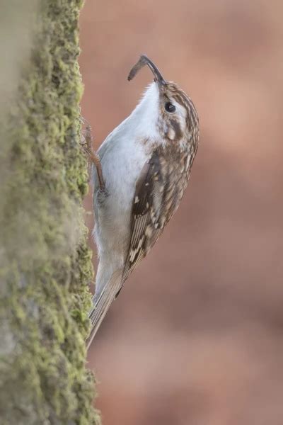 Tree Creeper vs Future Predator 的图像结果