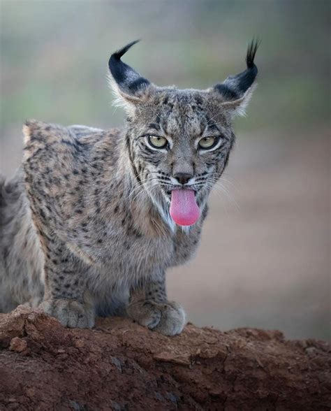 The Iberian Lynx (Lynx pardinus) is one of the four species of lynx and is one of the world's ...