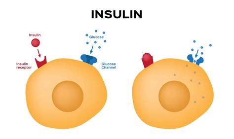 Insulin: Your Body's Most Powerful Hormone For Fat Loss & Muscle Gain