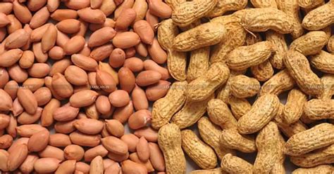 Groundnuts Heated for Storage/Transport Cannot Be Classified under ...