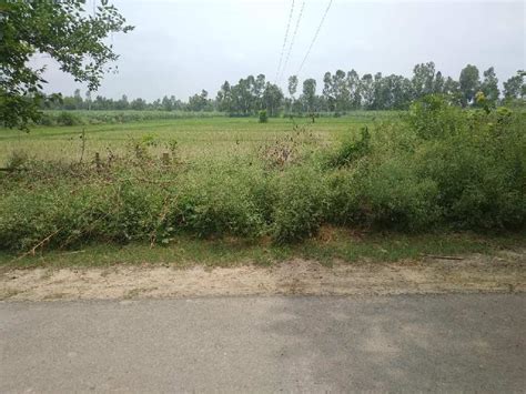 Agricultural/Farm Land for Sale in Milak, Rampur - by The Agri Farm