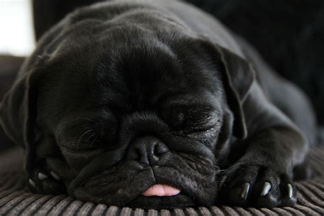 Sleeping black pug | Mops, Baby igel, Hunde