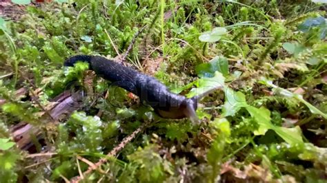 Image result for Exploding Slug Slow Motion