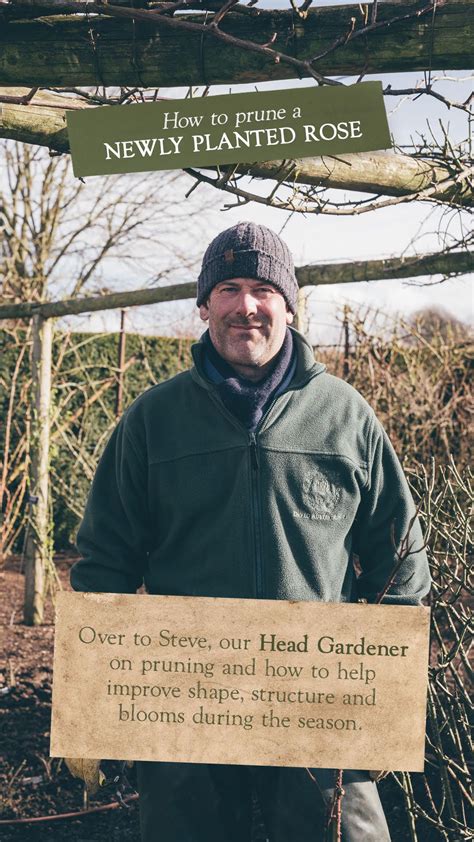 How and when to prune knock out roses – Artofit