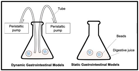 Survival of Lactobacillus rhamnosus GG in Chitosan-Coated Alginate ...