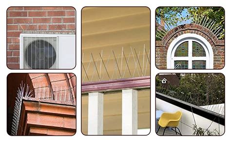 Pigeon Spikes 的图像结果