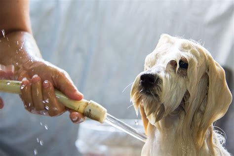 TOP BEST 8 SHAMPOOS FOR YOUR PETS – ABK Grooming