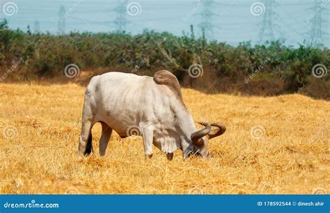 Indian Ox or Bull Eating a Dry Grass Close Up View and Selective Focus ...