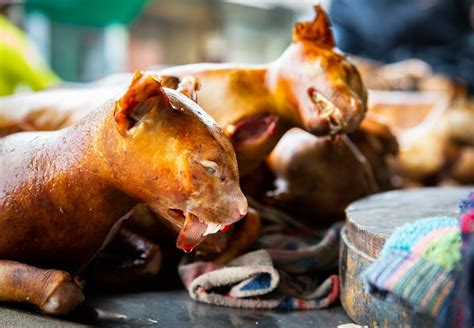 The Facts – #ProtectMillions – a FOUR PAWS campaign