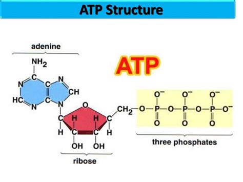 ADP Tutorial Step by Step 的图像结果
