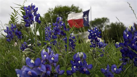 Facts About The Bluebonnet Texas State Flower | Best Flower Site