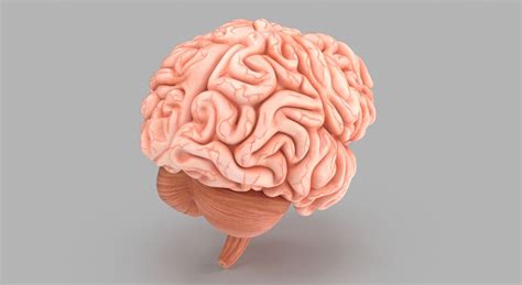 Image result for Brain Machine Learning Vector