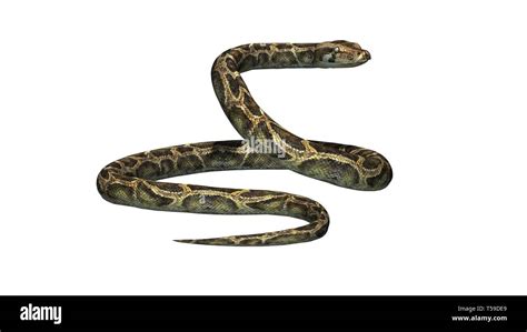 Image result for Snake Game Black Background Using Python