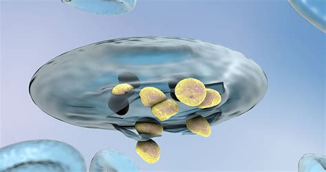 What Are The Symptoms Of Malaria In India? - Goodknight