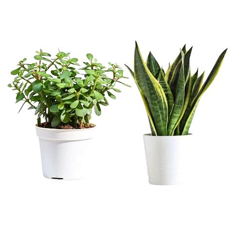 GOOD HOMES INDIA Combo 2 Pcs Snake Plant And Jade Plant | Good Luck ...