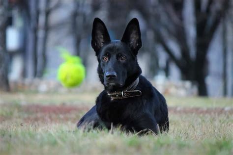 East European Shepherd Dog: Breed Information And Advice