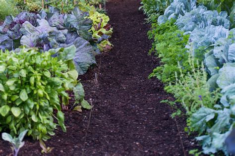 How to Raise pH in Soil: 4 Natural Solutions