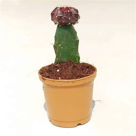 Buy Moon Cactus (Grafted, Maroon) - Cactus Plant online from ...
