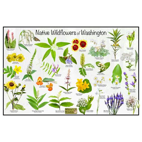 Native Wildflowers of Washington / State Flower Field Guide Poster ...