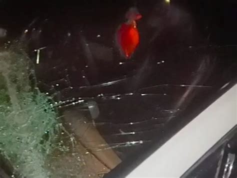 Range Forest Officer of Meghraj Extension Division attacked by 10 ...