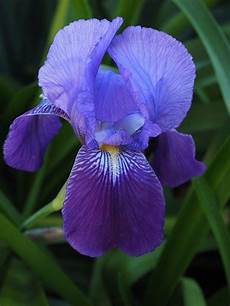 iris fiore immagini iris flower 183 free photo on pixabay iris fiore immagini iris flower 183 free photo on pixabay